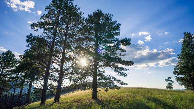 Setting sun bursts through ponderosa pine trees in the White Horse Hills of Coconino National Forest.
