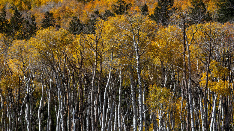 Thousands of Aspens turn bright red, yellow, and orange as fall arrives in Fishlake National Forest.