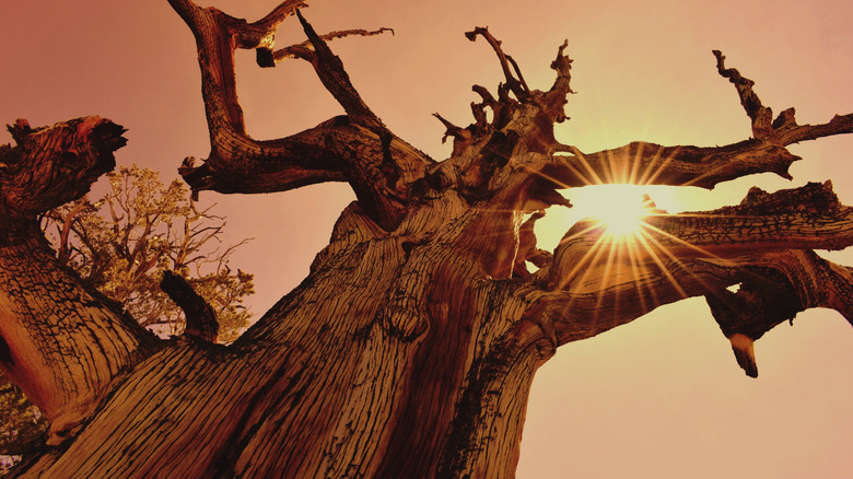 The sun shines through the gnarled form of a Great Basin bristlecone pine.