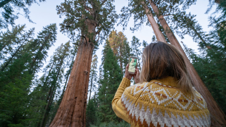 A woman taking a photo of tall trees.