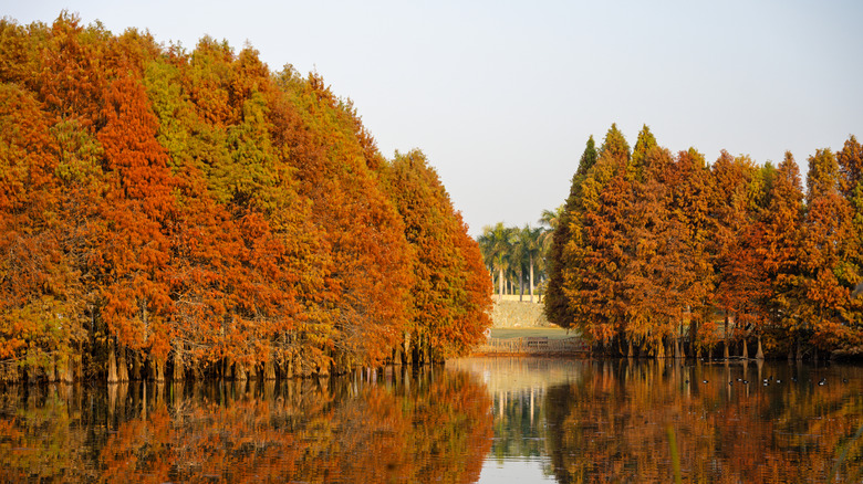 Autumnal cypress trees reflecting in a calm lake.