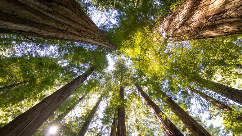 Looking up at coast redwoods.