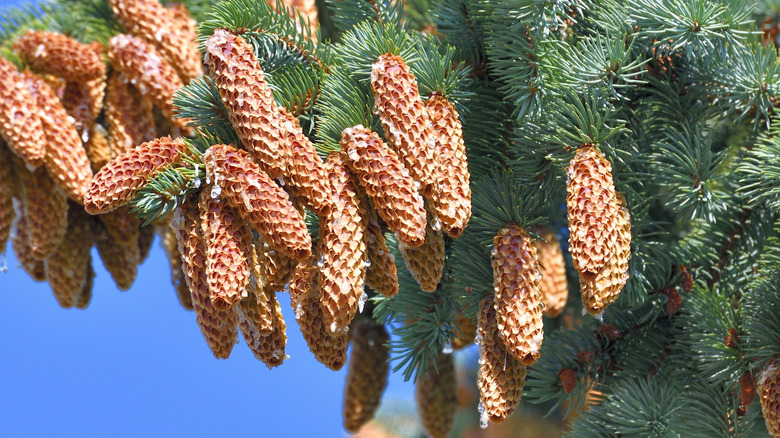 The Sitka spruce's cones with their paper-thin scales.