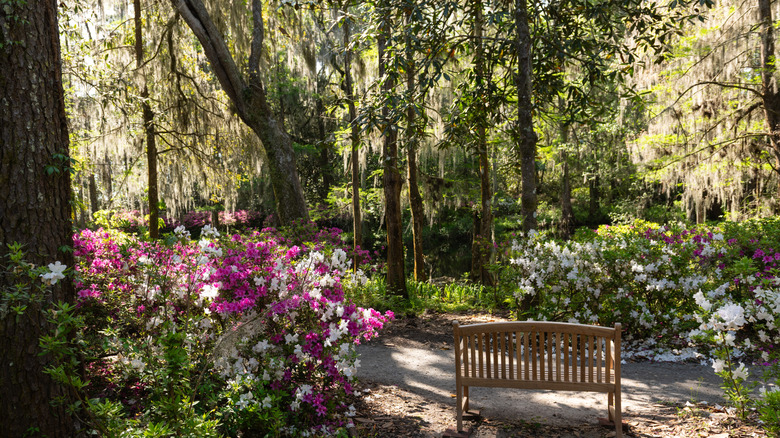 A bench nestled among the azealias and trees in the gardens of Middleton Place
