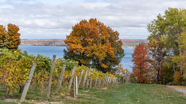 Close up view of a vineyard near Cayuga Lake in New York during an autumn day.