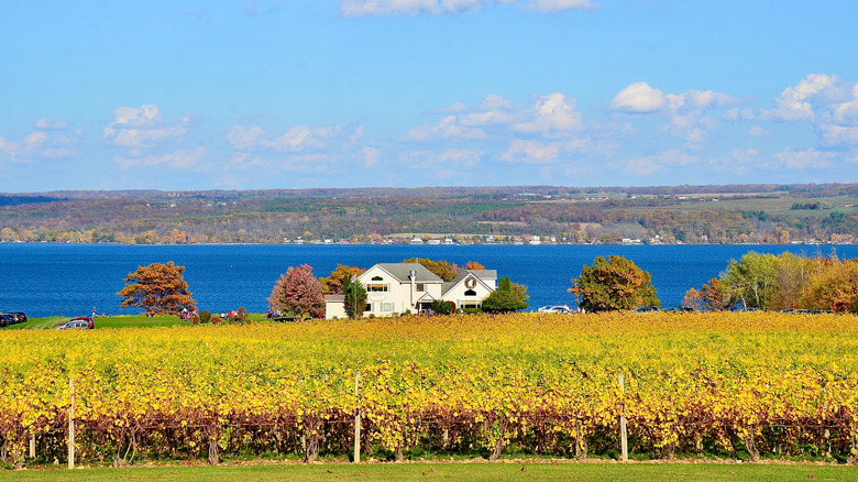 View of a vineyard at Thirsty Owl Wine Company near Cayuga Lake in New York's Finger Lakes during the day.