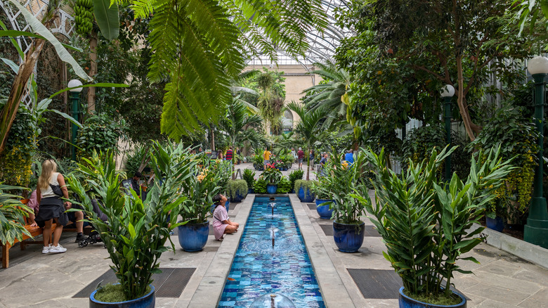 Lush plants surrounding a water feature in a conservatory