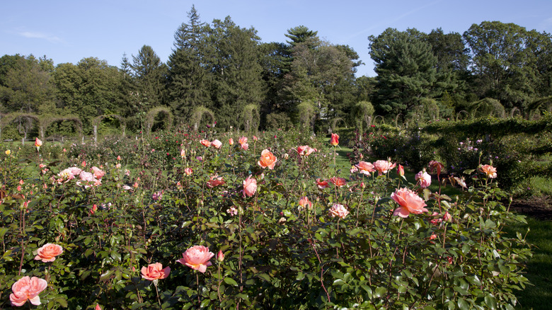 Roses and rose arches in bloom at Helen S Kaman Rose Garden