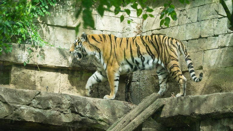 Amur tiger at the Philadelphia Zoo