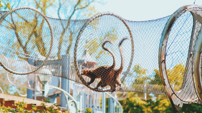 Monkeys crossing through a mesh tunnel at the Philadelphia Zoo