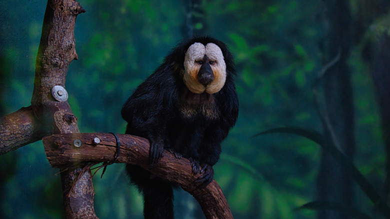 A monkey sitting in a tree at the Philadelphia Zoo