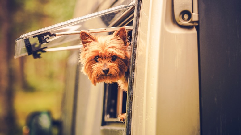 Dog in an RV