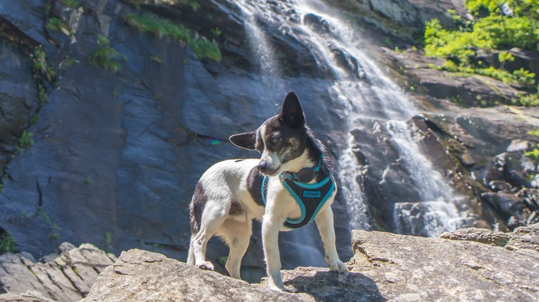 Dog in front of waterfall at Chimney Rock State Park
