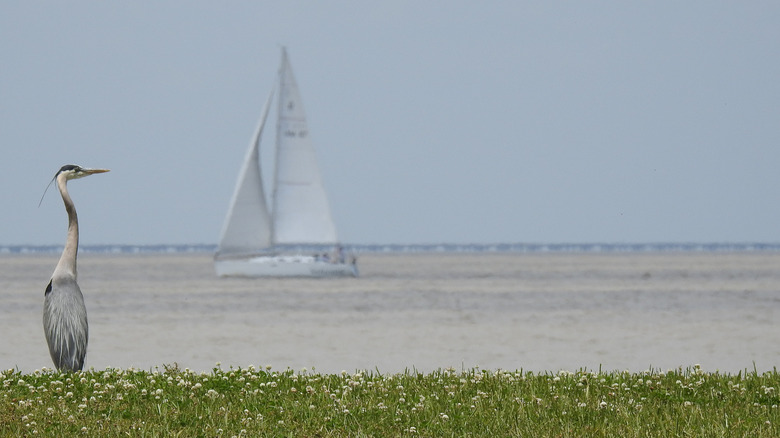 Lake Pontchartrain with a Great Blue Heron on the shore and a sailboat
