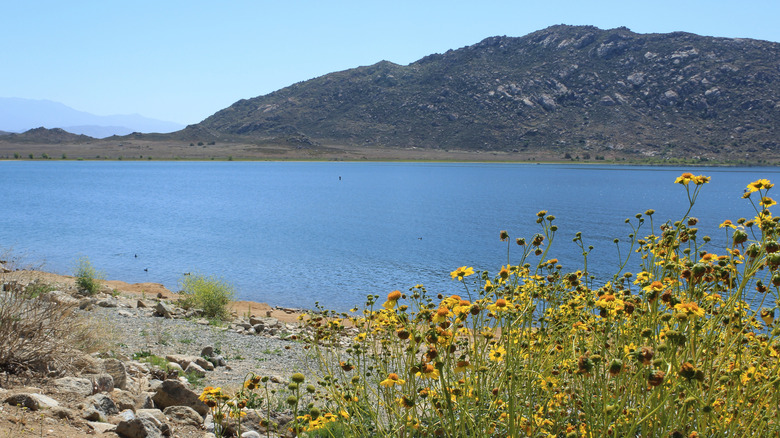 Lake Perris State Recreation Area featuring wildflowers and a rocky mountain in California