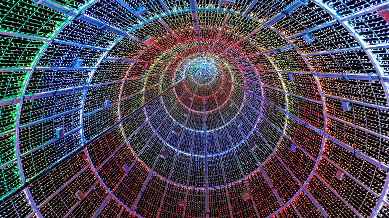 View from the inside of the Mile High Tree in Denver