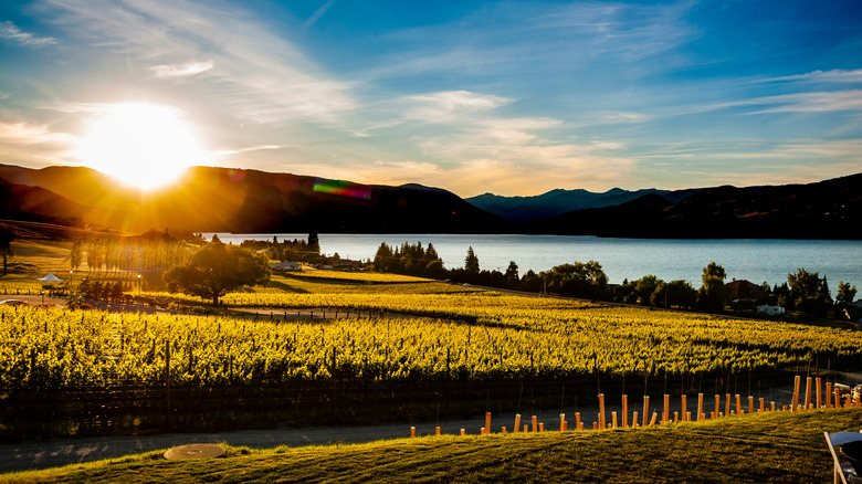 Vineyards in Lake Chelan wine country along the shores of Lake Chelan, Washington
