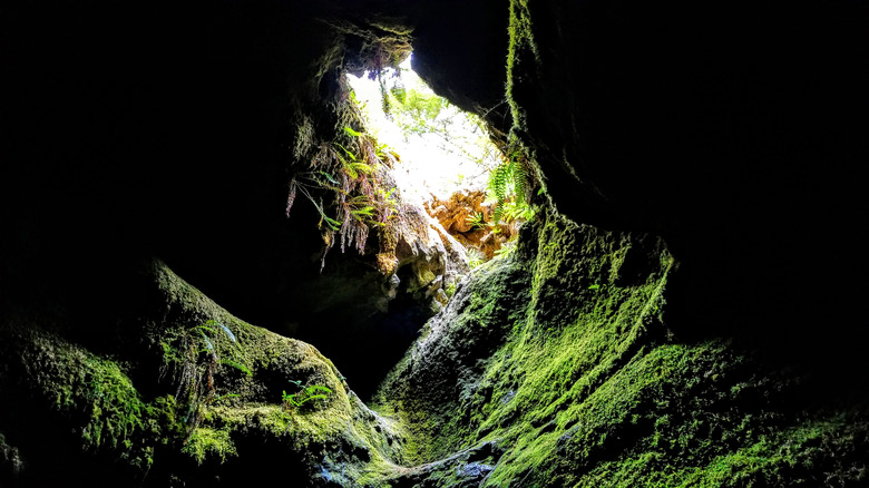 Mossy skylight in volcanic tube in the Ape Cave