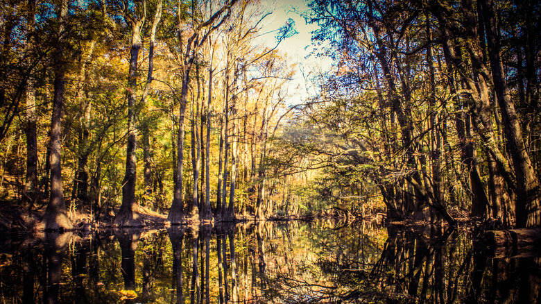 Canopied hardwood trees in Congaree National Park, South Carolina