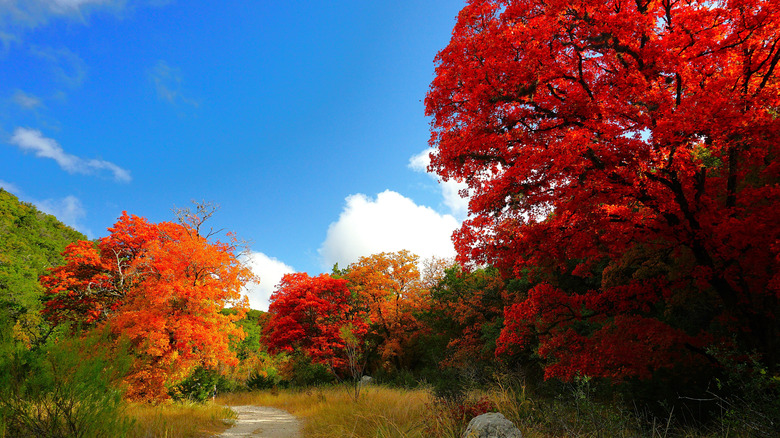 A path through fall foliage in Lost Maples State Natural Area, Texas