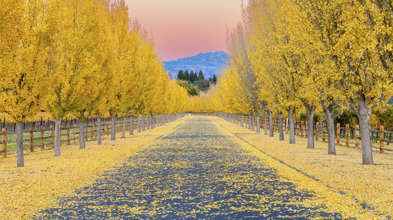 A street in Napa, California in fall