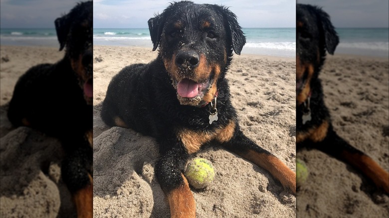 A happy dog lying on the sand with a ball at Jupiter Dog Beach