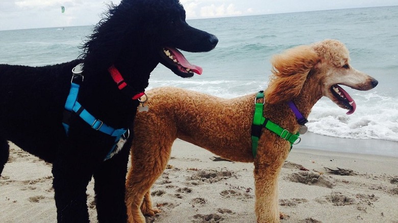 Two grinning dogs off-leash on Jupiter Dog Beach in Florida