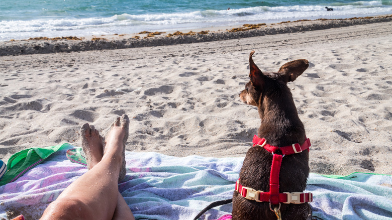 A woman's legs and small dog on the beach in Florida