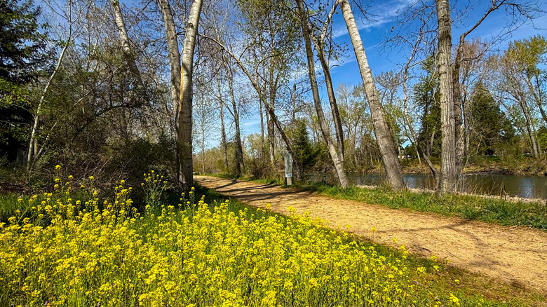Springtime scenery in the Boise River Greenbelt park of Boise, Idaho