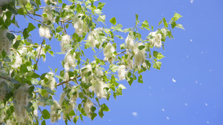 A poplar tree releasing pollen in the air
