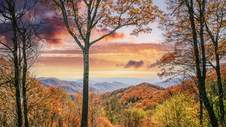 Vibrant fall foliage blankets the hills in Smokey Mountain National Park in Tennessee