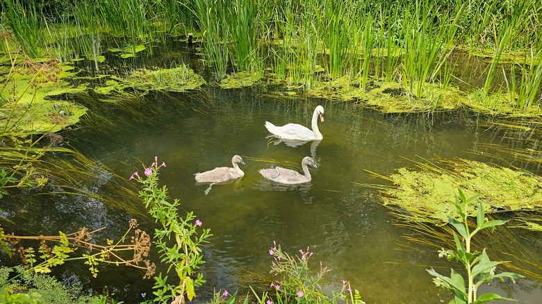 Swans in a pond at the Lord's Walk