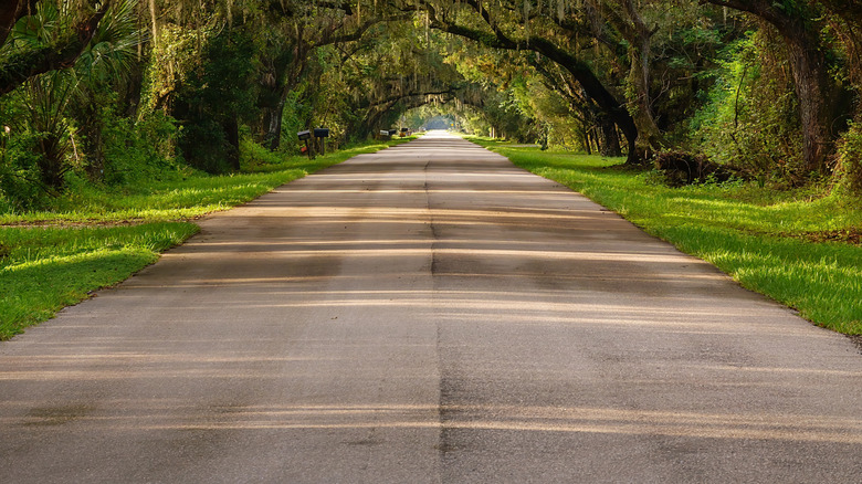 Rural countryside road in the Florida Panhandle