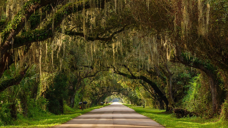 Rural countryside road in the Florida Panhandle