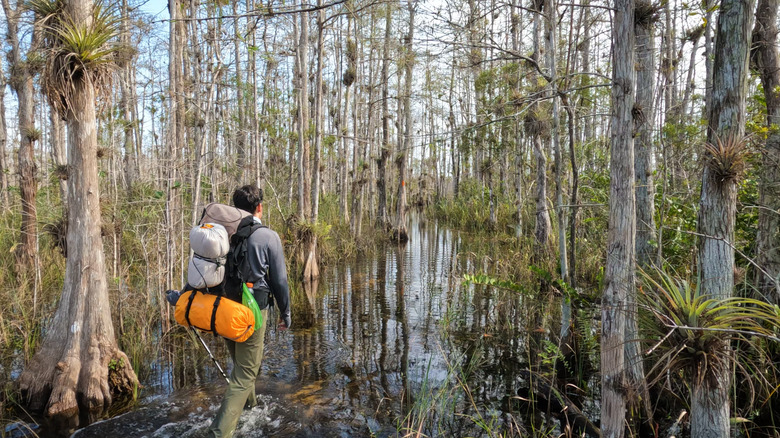 Hiker in the swamp on the Florida Trail