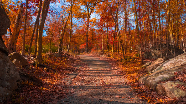 Fall foliage on a Dater Mountain Nature Park hiking trail in New York