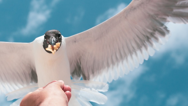 Someone handling a seagull