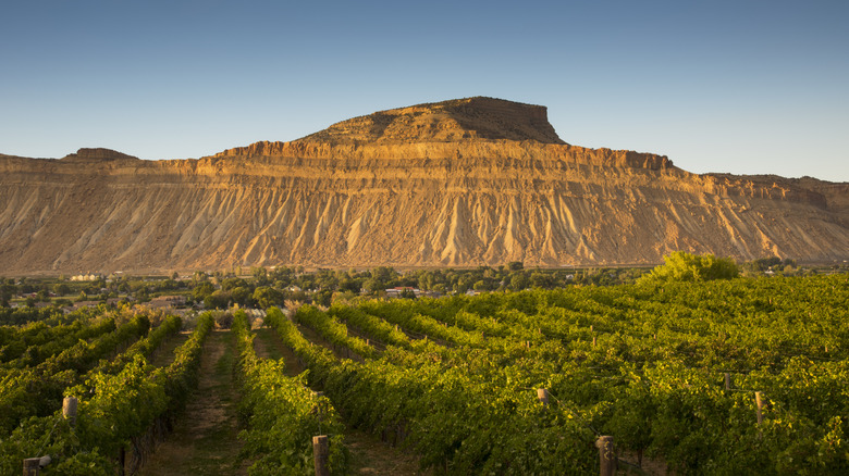 Vineyard overlooked by a sheer mesa with a blue sky in Palisade, Colorado