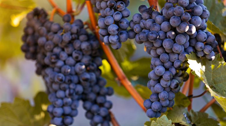 Red grapes hanging from a vine