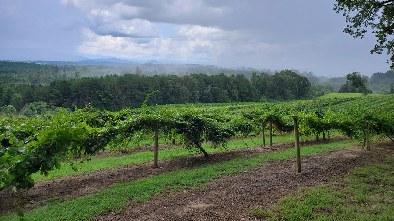 East Tennessee vineyard overlooking Appalachian Mountains