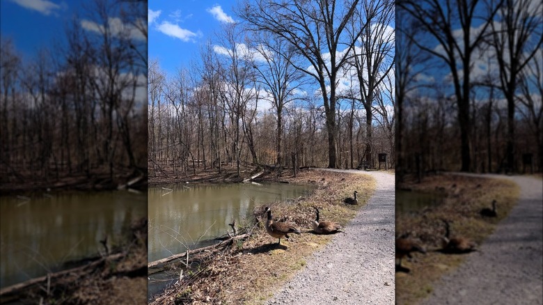Geese by a pond at the Cincinnati Nature Center