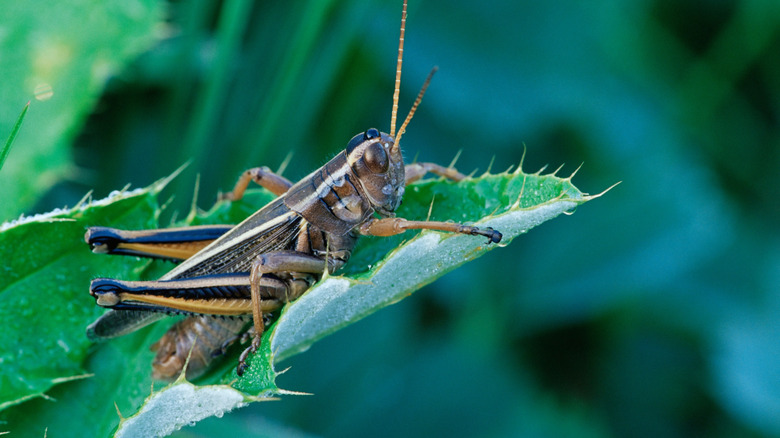 Grasshopper sitting on a spikey leaf in Montana