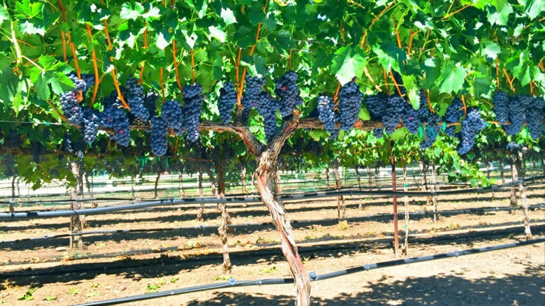 Grapes growing on vines in Arizona
