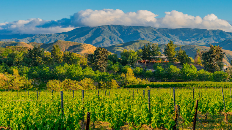 Daytime view of lush vineyards in Temecula Valley, a wine-producing region in Southern California