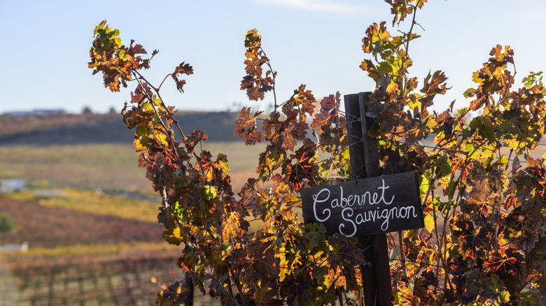 A "Cabernet Sauvignon" sign in a vineyard in Temecula Valley, a wine-producing region in Southern California, in the fall