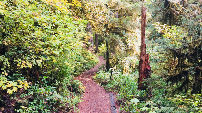 Dense forest along the Brice Creek Trail
