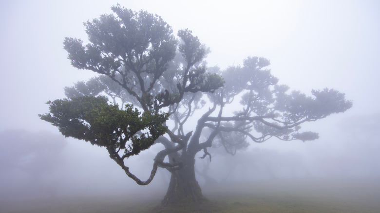 Misty weather in the Vereda do Fanal