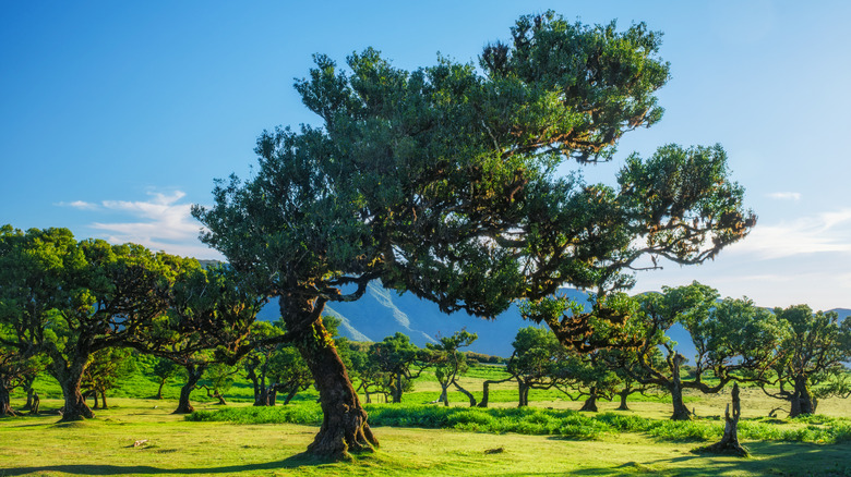 Twisting trees in Fanal, Madeira