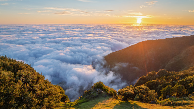 Sunrise over the forest, Vereda do Fanal, Madeira