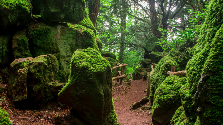 Puzzlewood forest moss-covered stones